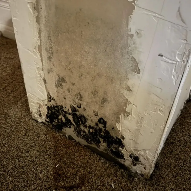 Professional Mold Removal in Warren, IN